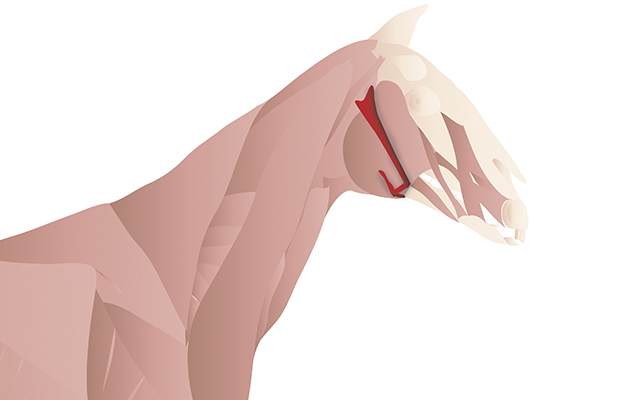 Bone.jpg