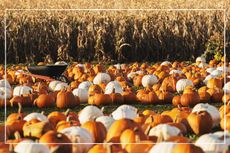 Pumpkin picking in Essex illustrated by field of white and orange pumpkins