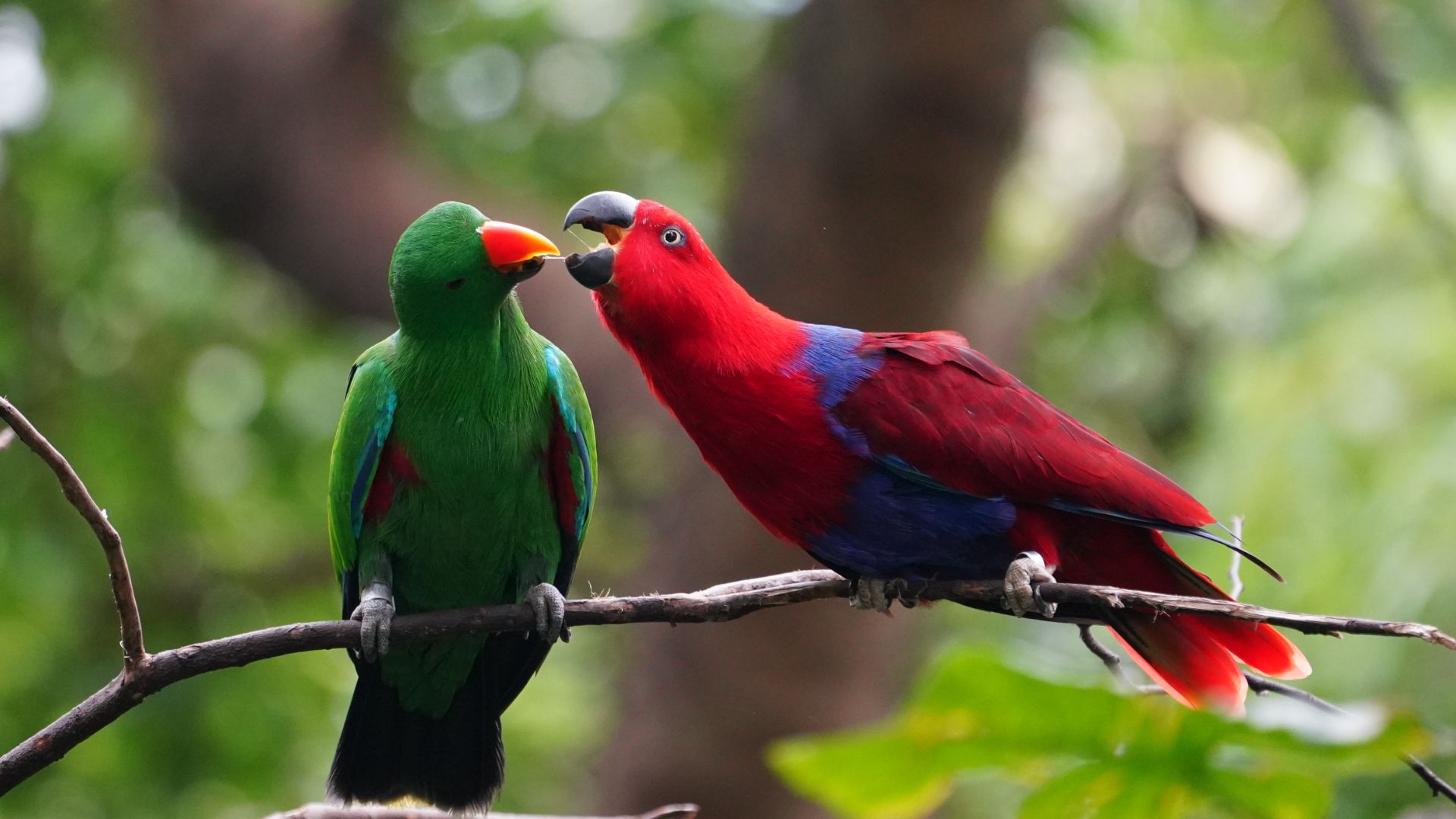 Green and red eclectus parrots on a branch in a forest