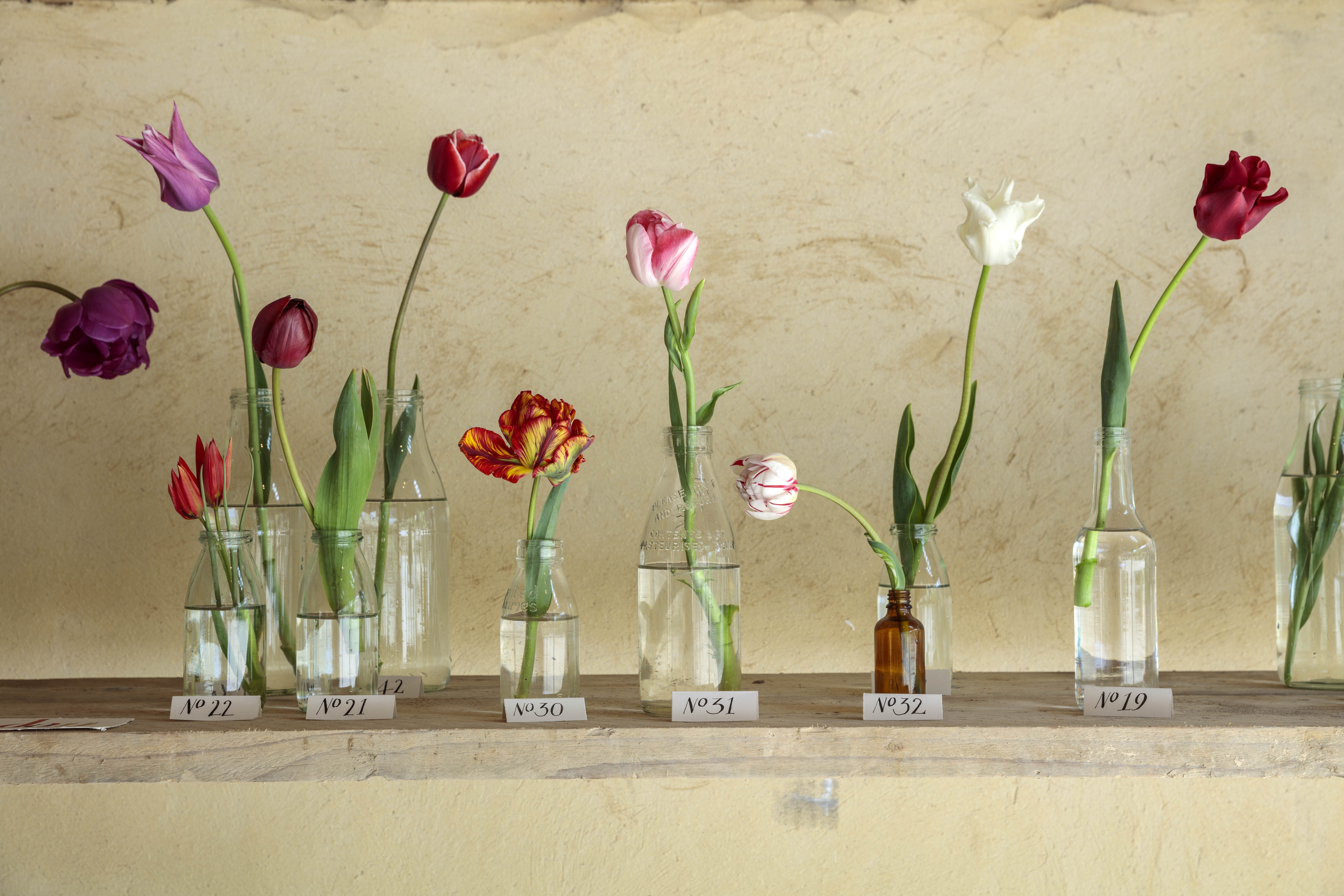 Tulip flowers in bottles