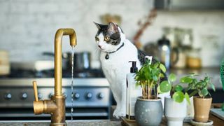 how to keep cats off counters and tables
