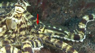 The black-marble jawfish was spotted hitching rides with the mimic octopus (Thaumoctopus mimicus) blending in with the eight-legged animal's body.