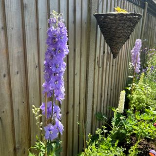 Purple flowering delphiniums and white lupins in garden border alongside wooden fence