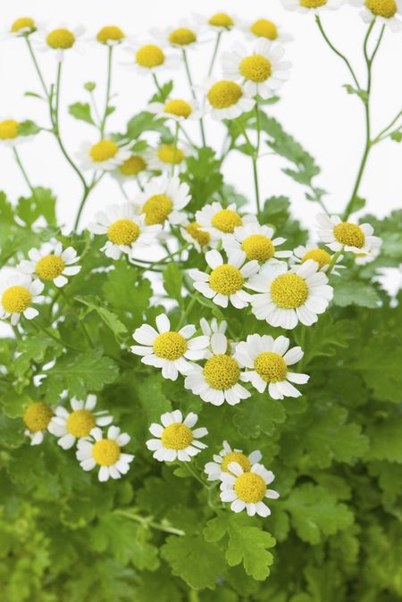 feverfew harvest