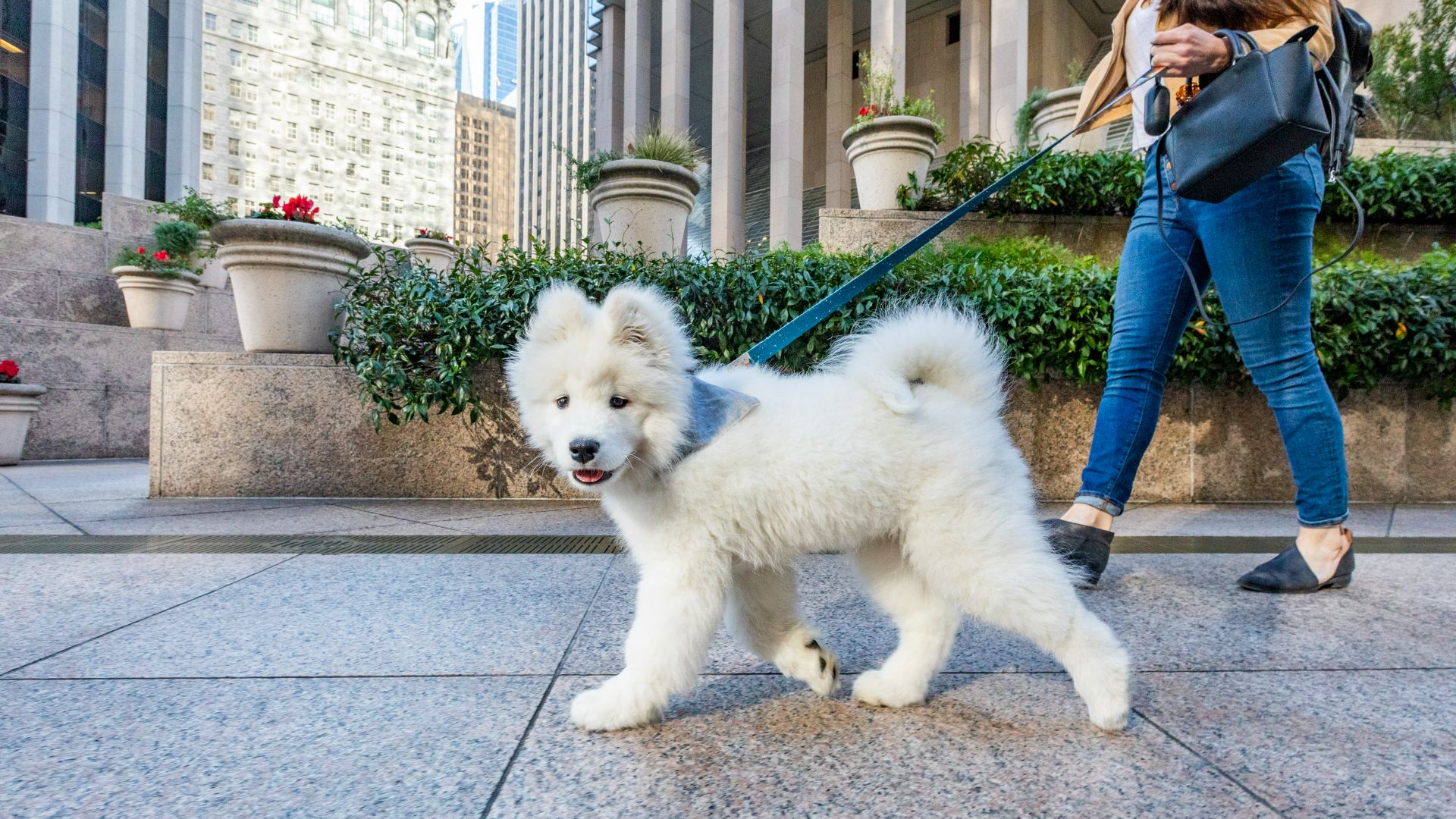 Puppy walking on leash with owner