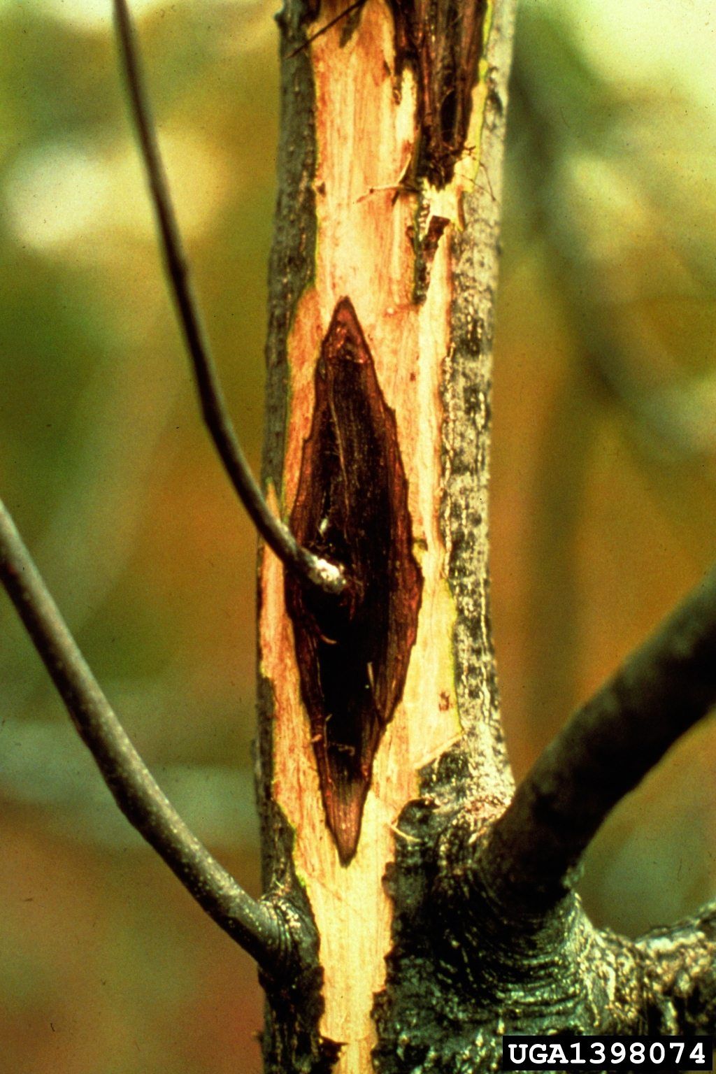 Canker In Butternut Tree