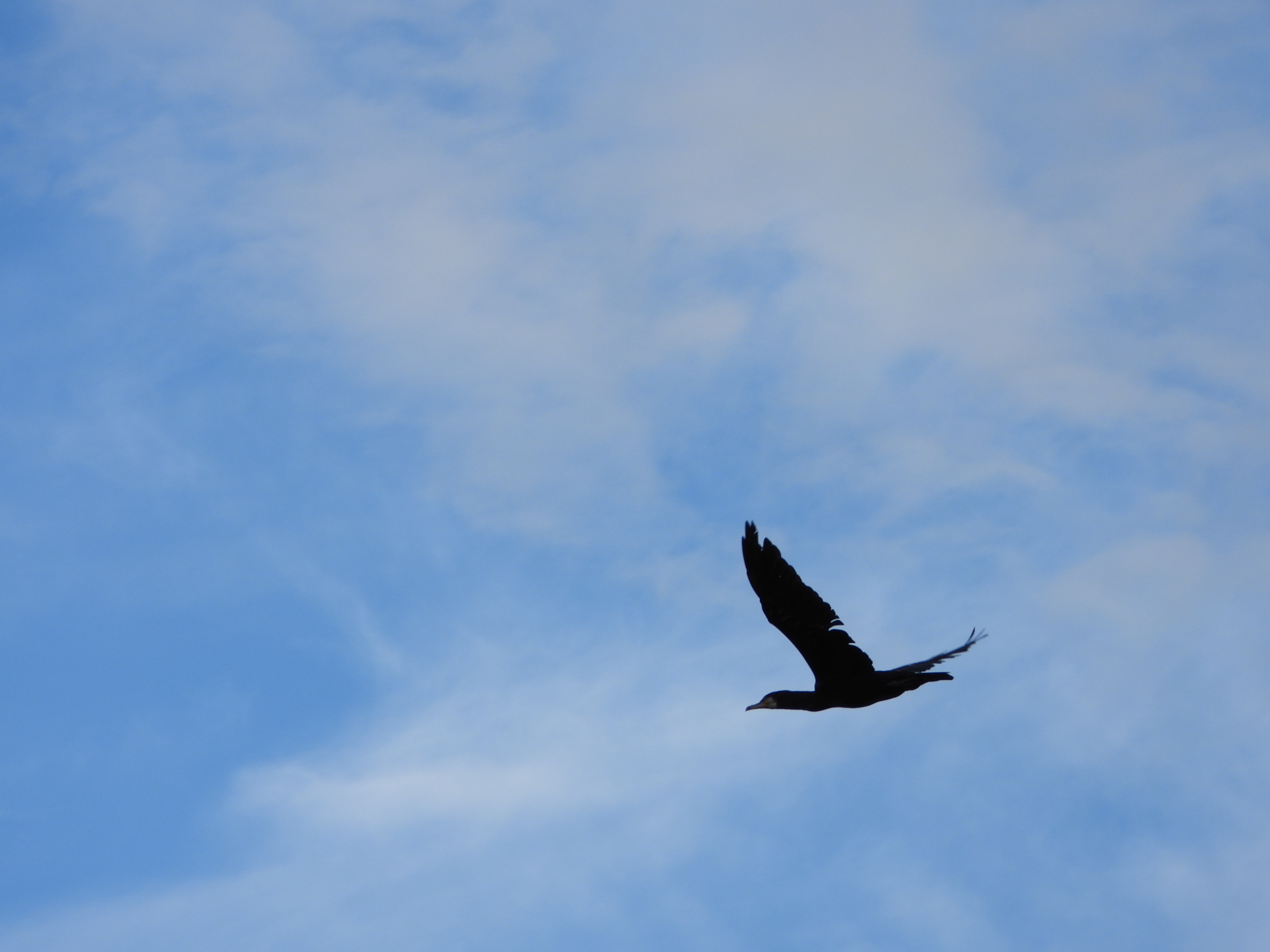 A photo taken on a Nikon Coolpix P1100 digital camera