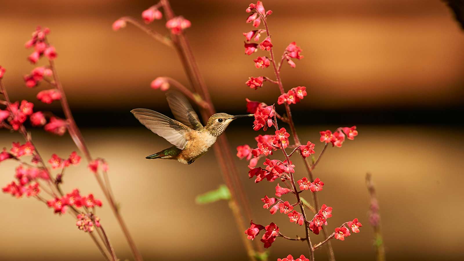 coral bells flowers and hummingbird