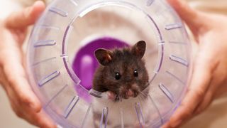 Hamster chewing wheel