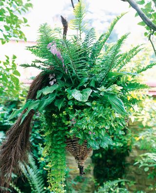 Hanging basket with ferns