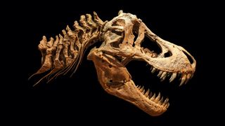 A T. rex skull with a black background.