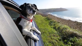 Dog leaning out car window