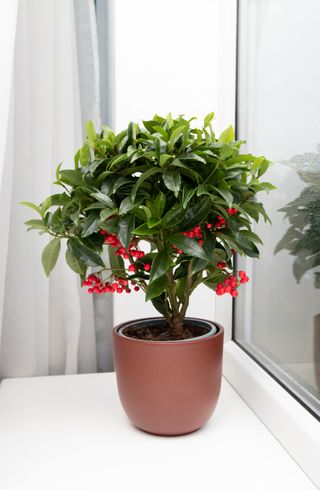 A potted holly houseplant