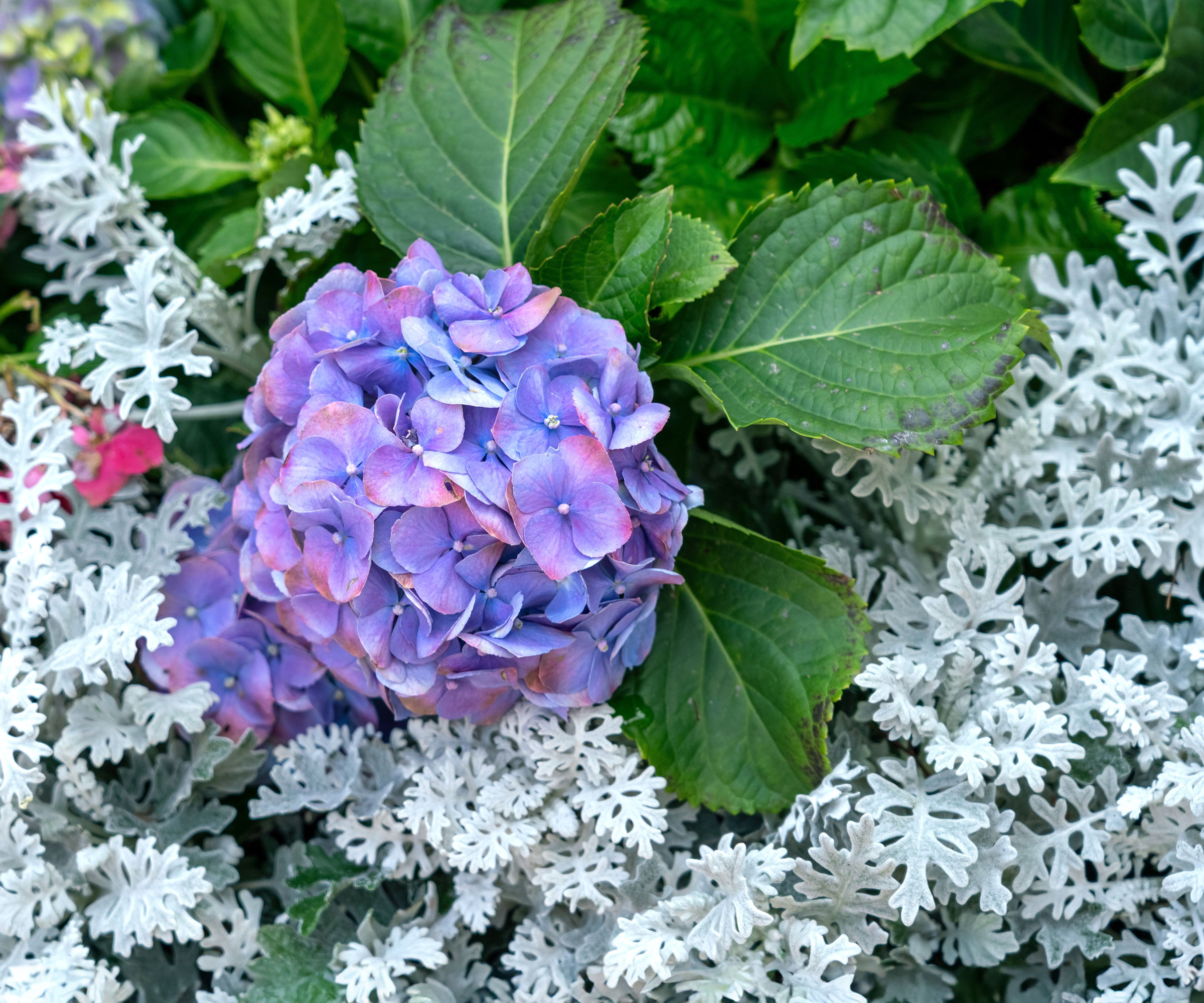 purple blue hydrangea and silver miller plants