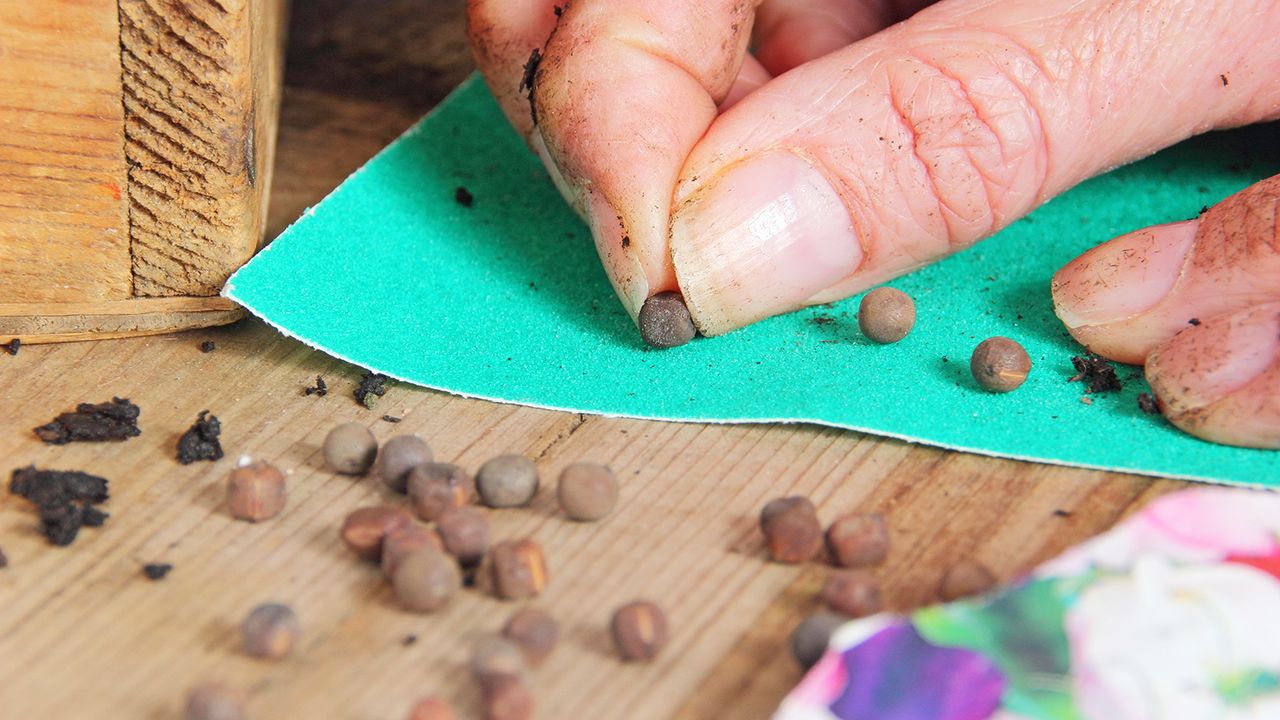 Scarifying seeds by filing them with sandpaper