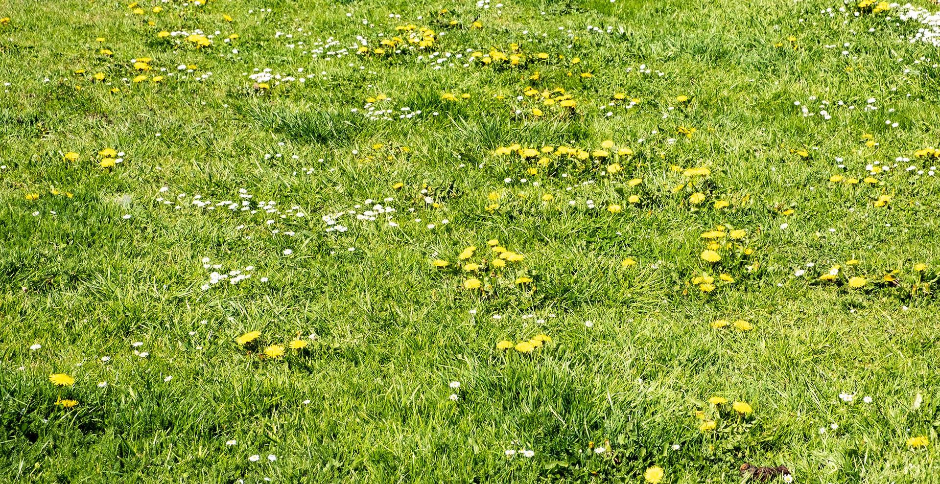 Lawn with weeds
