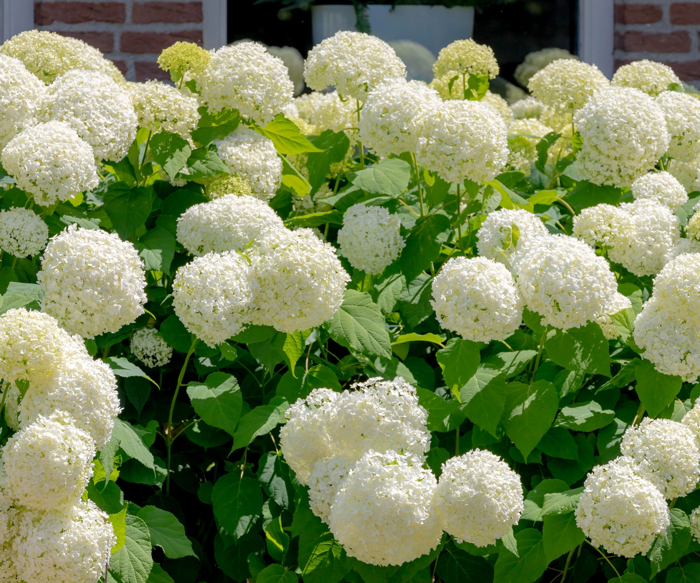 hydrangea shrub with large white snowball flower heads