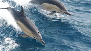 Could interspecies two-way communication with dolphins provide clues about how to communicate with intelligent aliens?