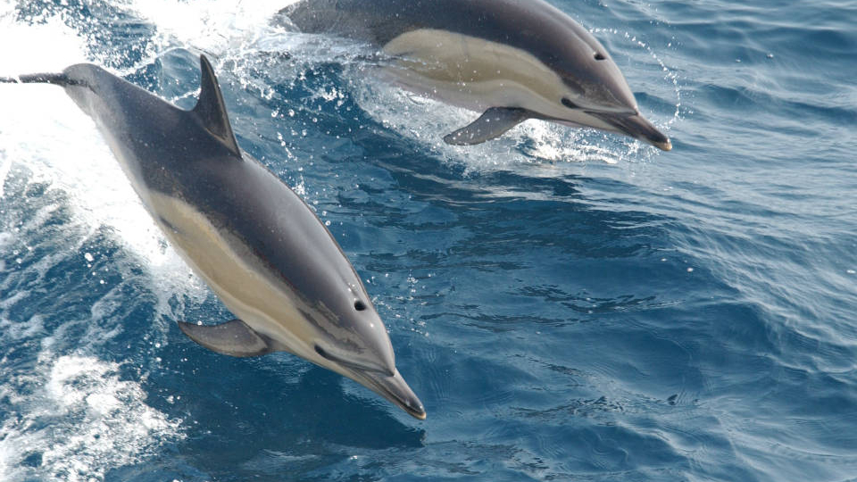 closeup photo from above of two dolphins leaping out of the ocean