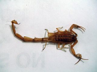 Scorpions: unwelcome in the pants of the right-minded