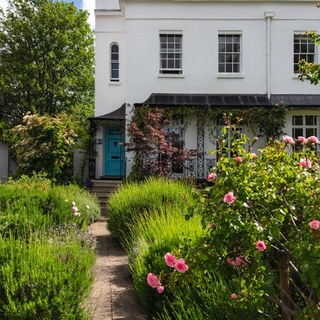 Front garden with lavender and roses