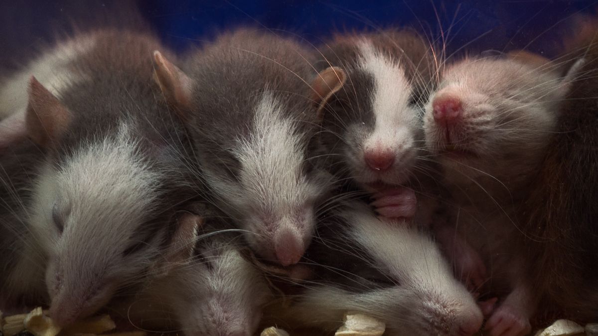 'Completely new and totally unexpected finding': Iron deficiency in pregnancy can cause 'male' mice to develop female organs