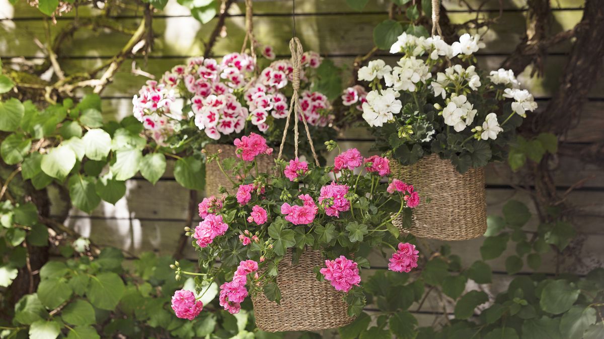 Planting in a hanging basket: how to plant a hanging basket | Homes & Gardens |