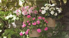 Planting in a hanging basket – pelargoniums in wicker baskets