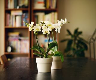 White moth orchids in pots