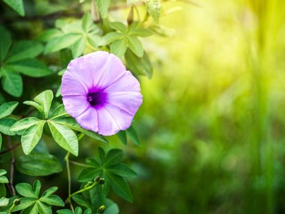 Purple Morning Glory Flower