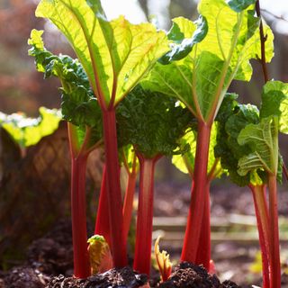 Rhubarb growing in garden