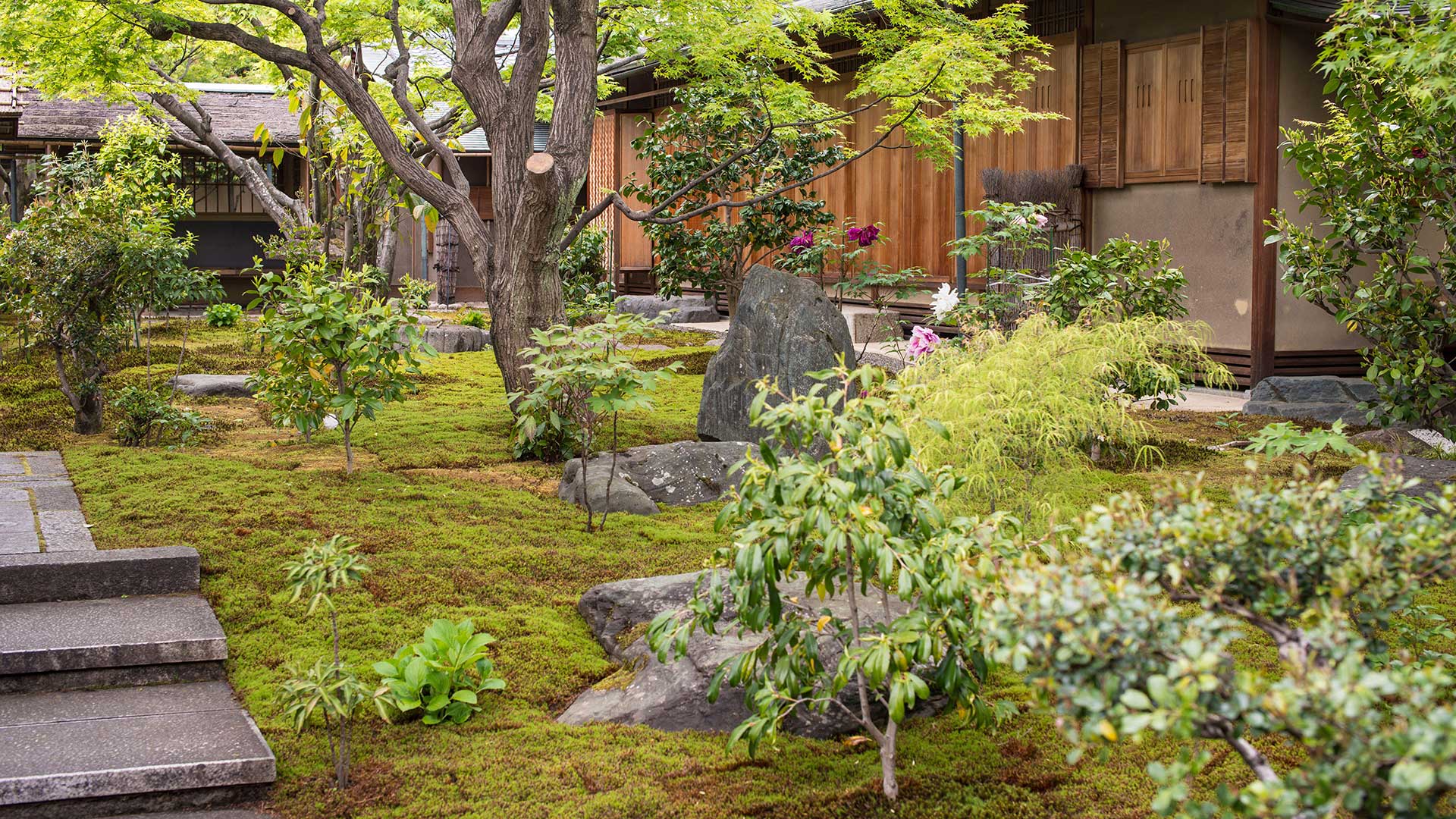 moss lawn in Japanese garden