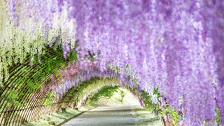 Lavender, Purple, Violet, Green, Plant, Flower, Lilac, Wisteria, Lavender, Grass,