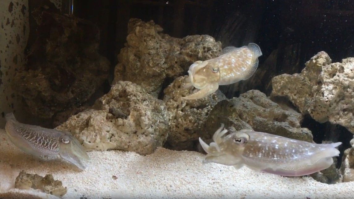 Watch cuttlefish 'waving' at each other in what scientists think might be communication