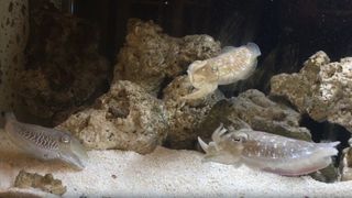 three cuttlefish in a tank facing each other