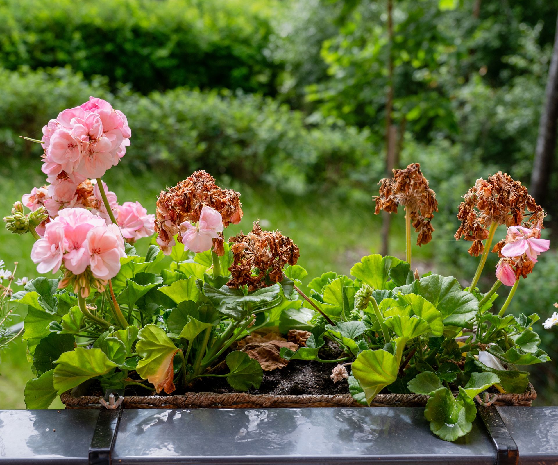 Pink geranium flowers with dried blooms in a balcony planter needing deadheading