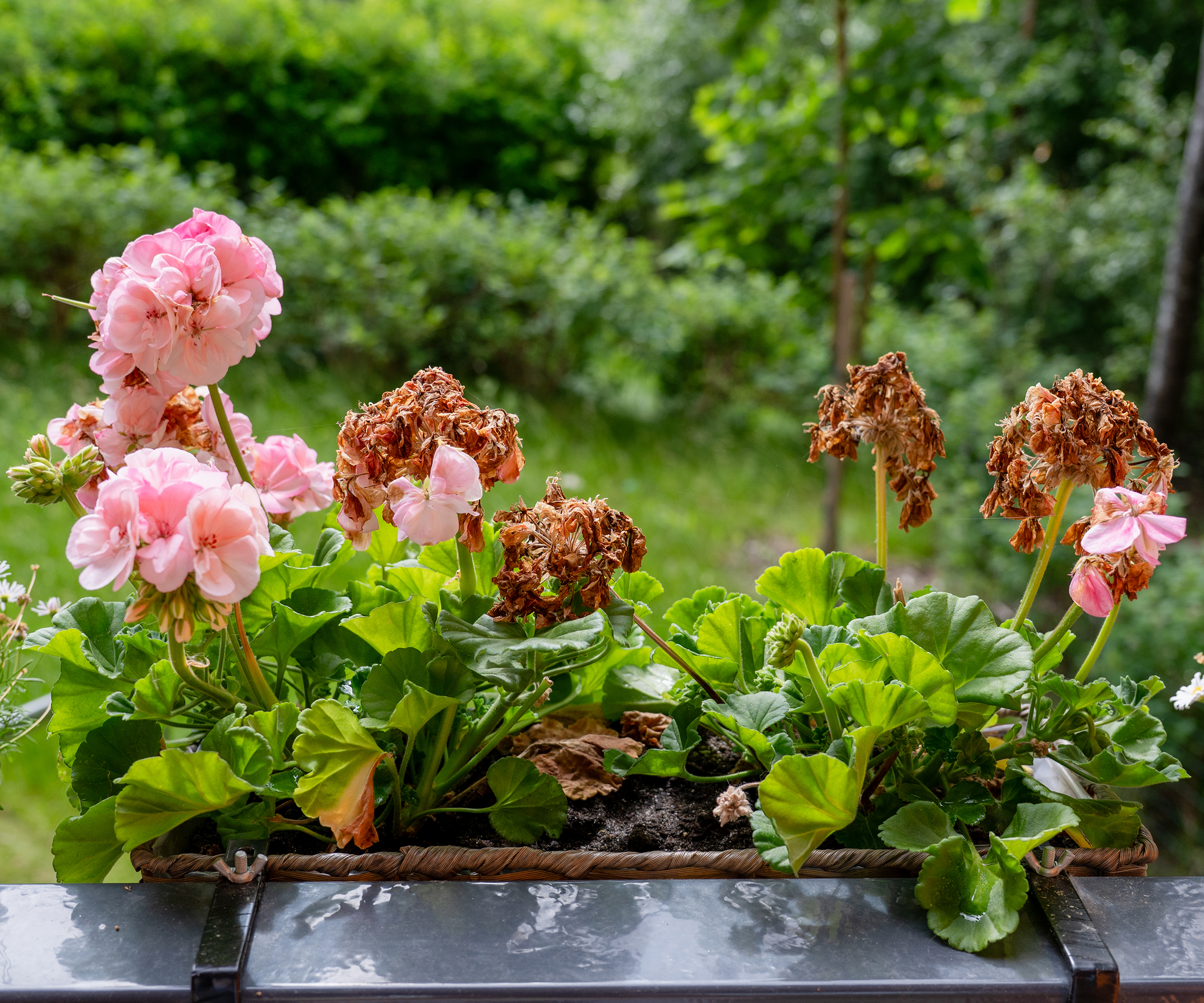 Pink geranium flowers with dried blooms in a balcony planter needing deadheading
