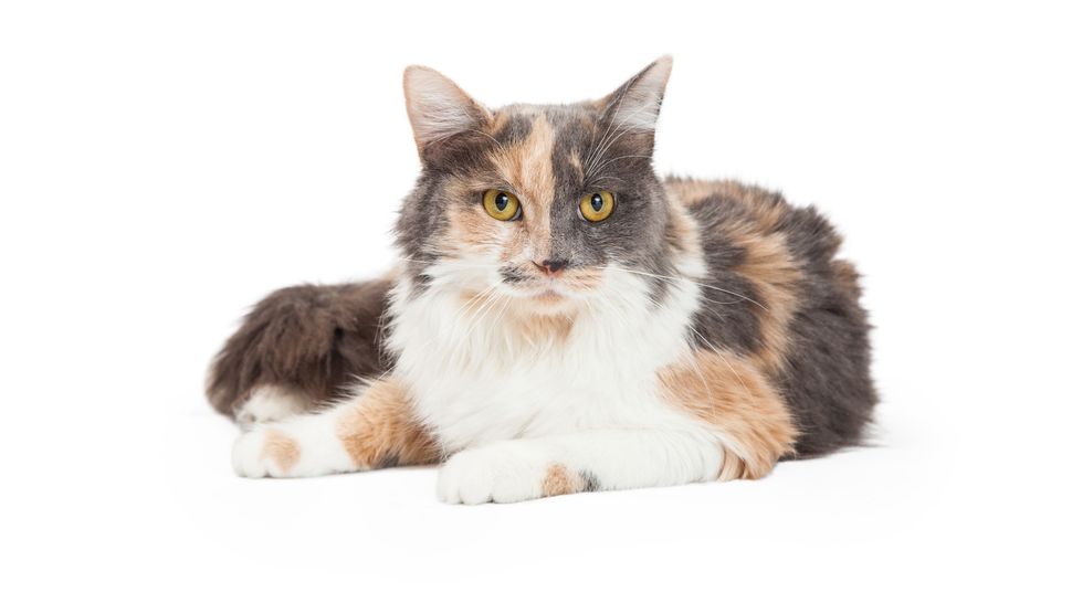 What is a dilute calico cat and how rare are they? PetsRadar