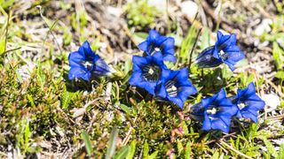 right to roam: alpine flowers