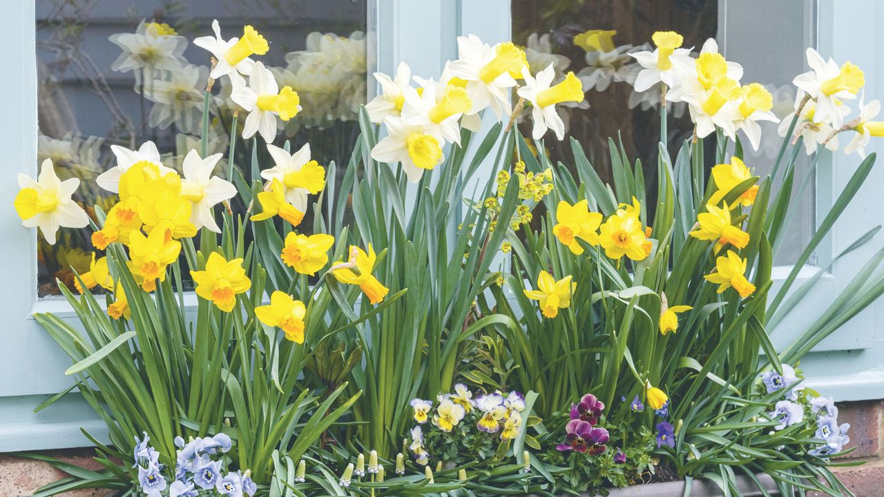 Daffodils and violas growing in window box