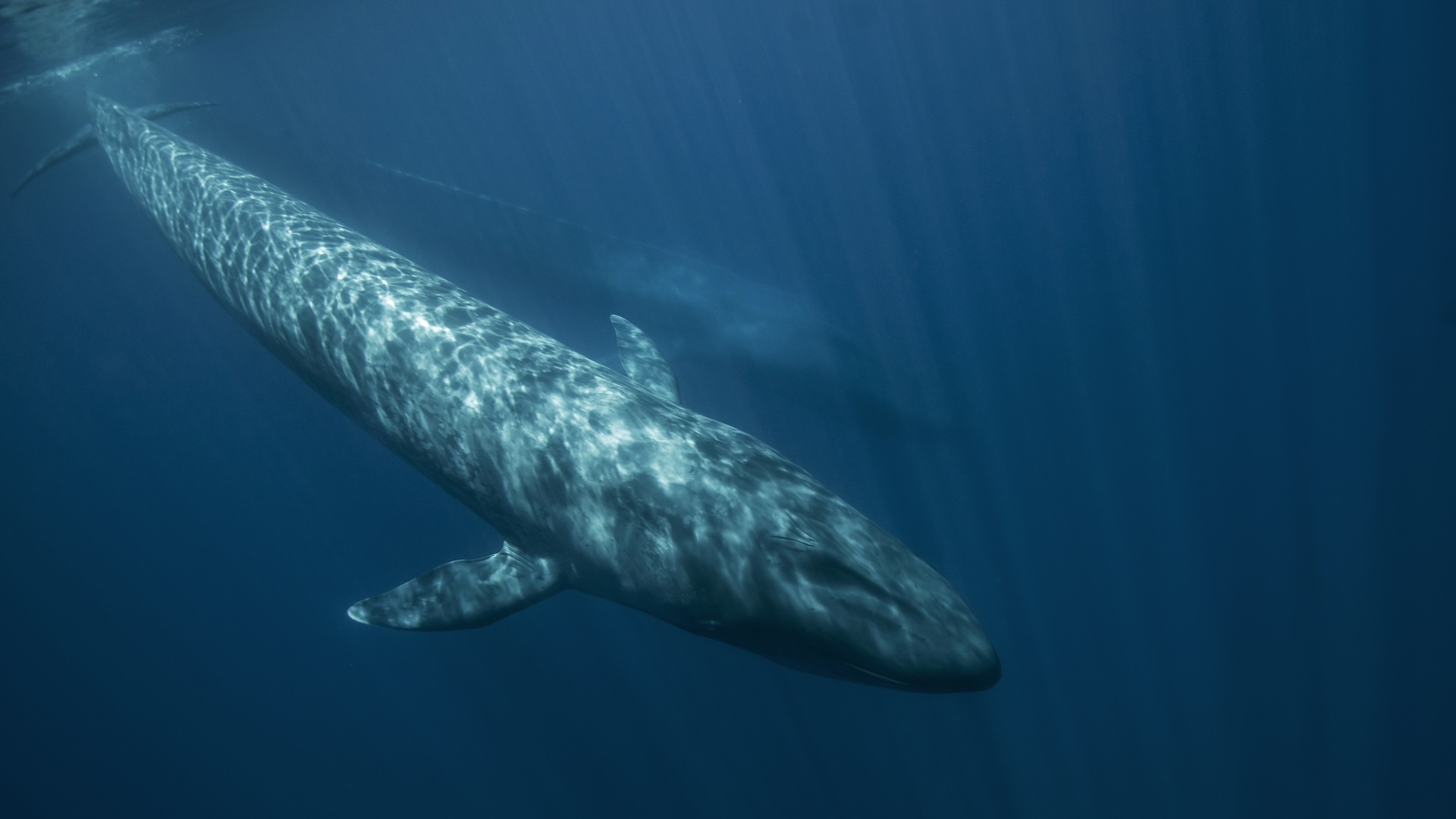 two blue whales swim deep underwater