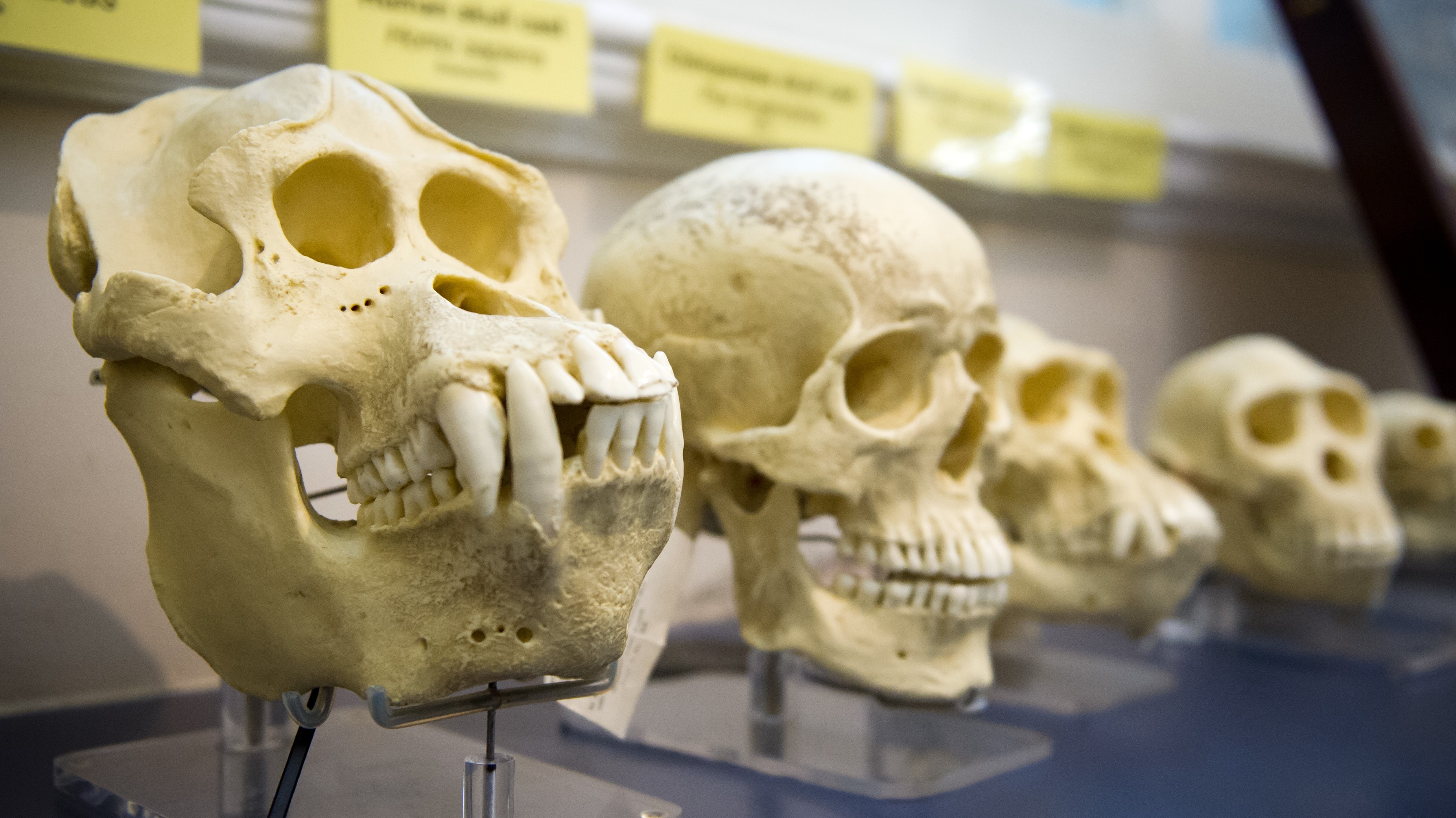 skulls showing human evolution