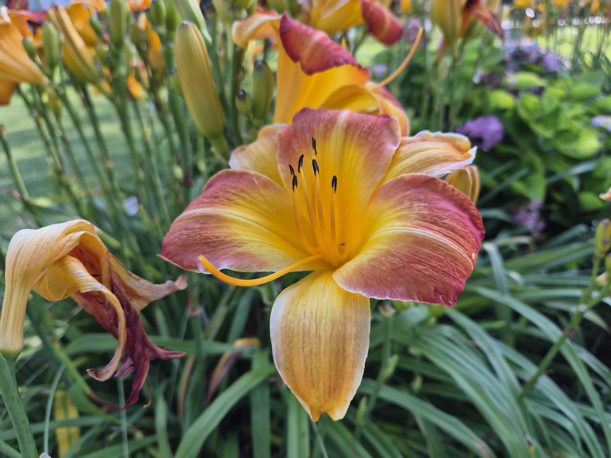 Samsung Galaxy Z Flip 7 camera sample.