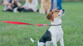 Beagle puppy sitting on a leash in a field