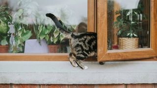Cat climbing through window
