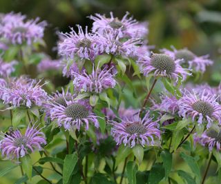 wild bergamot with purple flowers