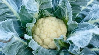 how to grow winter brassicas: Cauliflower variety Triomphant