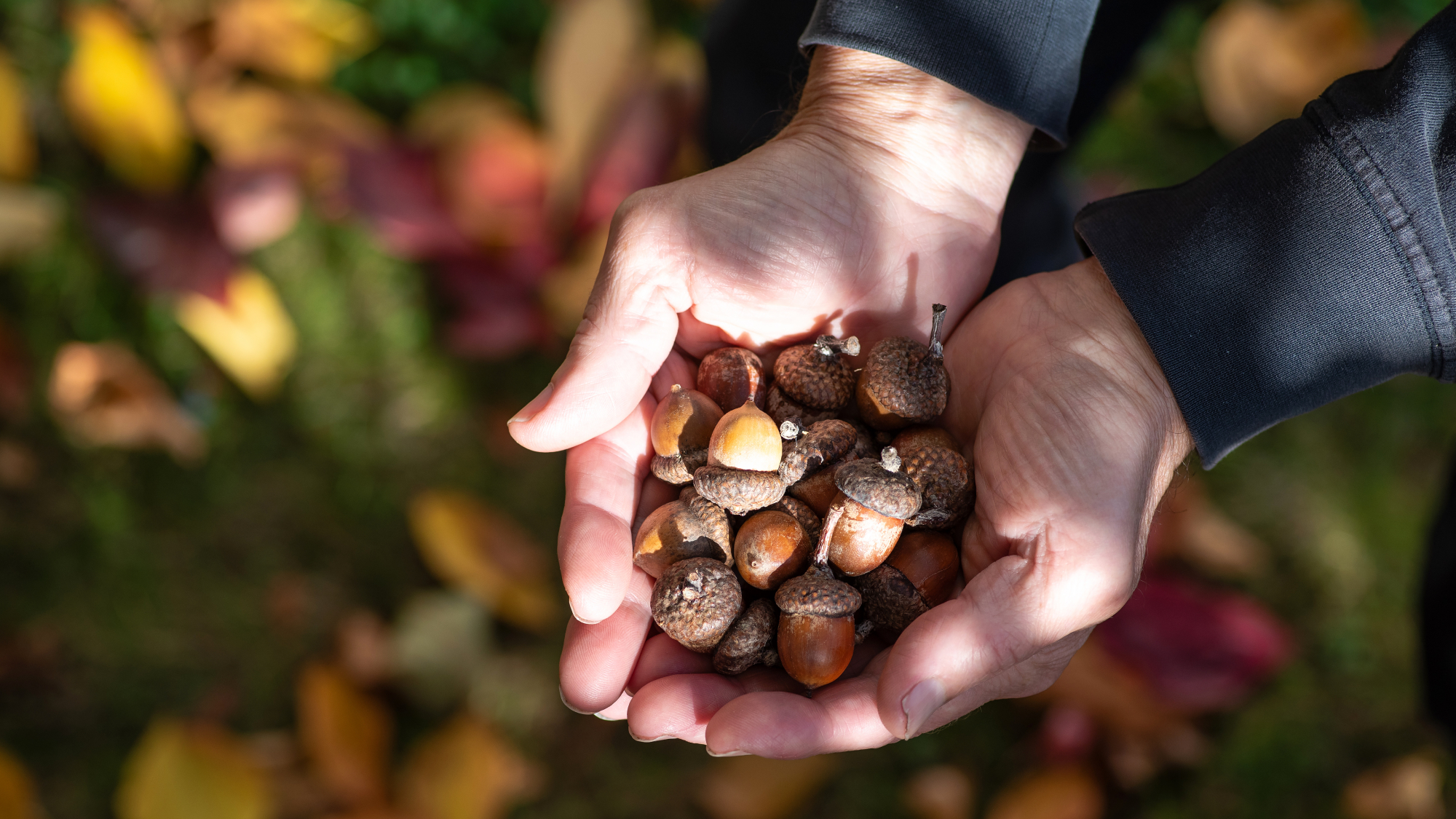 Woman holding acorns in her hands