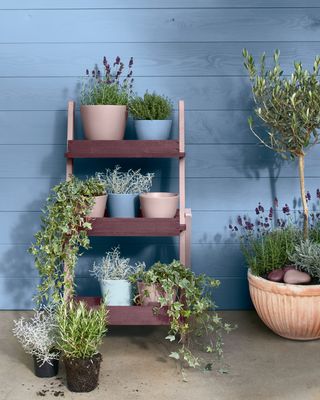 shelving unit painted in Cuprinol paints with plants and herbs