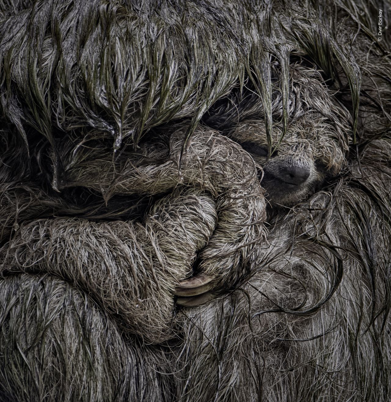 A brown-throated three-toed sloth mother cradles her young in her arms.